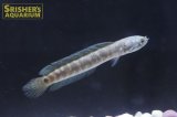 レッドコウタイ（七星魚）