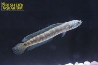 レッドコウタイ（七星魚）