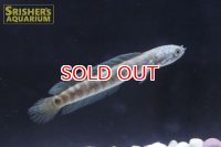 レッドコウタイ（七星魚）