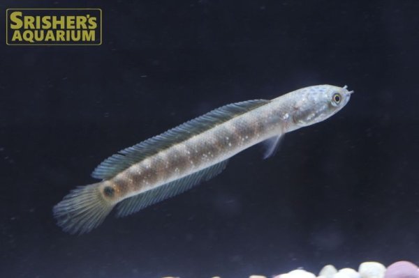 画像1: レッドコウタイ（七星魚）