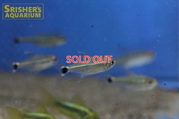 画像7: 赤目金線黒点テトラ（サンタイザベル）