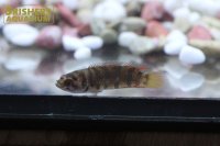 ミクロクテノポマ　アンソルギー