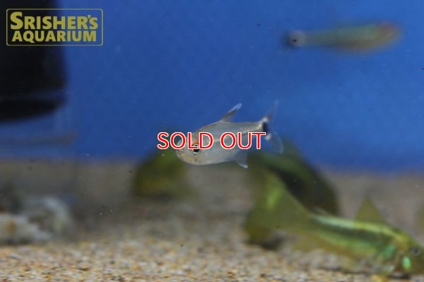 画像4: 赤目金線黒点テトラ（サンタイザベル）