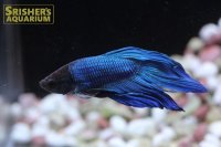 トラディショナル ベタ オス グリーン