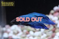 トラディショナル ベタ オス グリーン