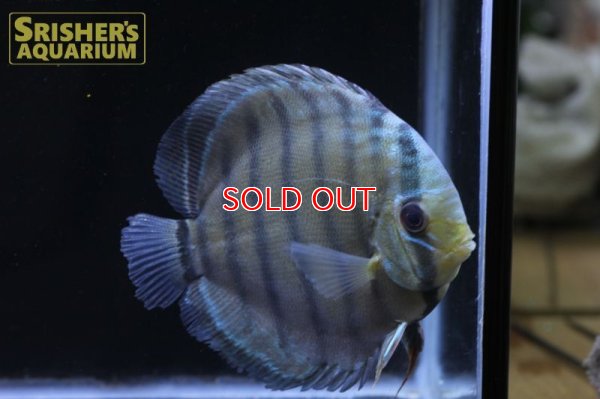 画像5: ペルビアングリーンディスカスWILD　n-2