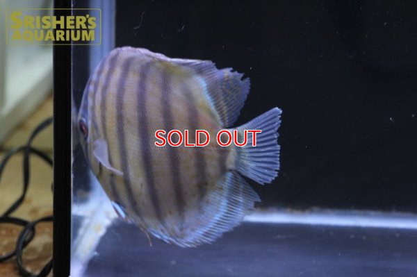 画像7: ペルビアングリーンディスカスWILD　n-1