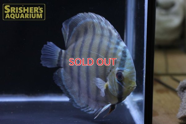 画像6: ペルビアングリーンディスカスWILD　n-2