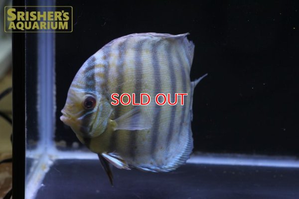 画像8: ペルビアングリーンディスカスWILD　n-1