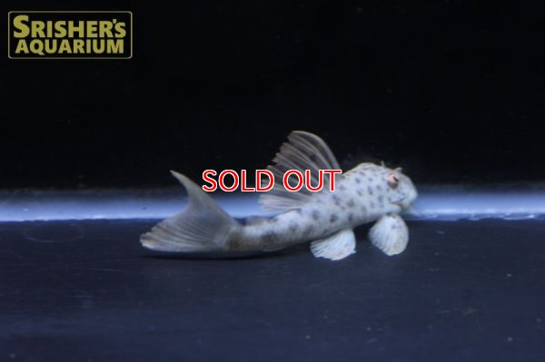 画像4: タパジョスビッグスポットタイガープレコ