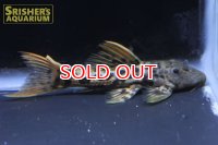 タイタニックトリムプレコ （７－８ｃｍ）