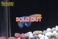 ノソブランキウス　ラコビー（ペア）