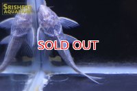 アカリエスピーニョ　シングーアルタミラ