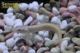 ポリプテルス　セネガルス　セミプラチナ