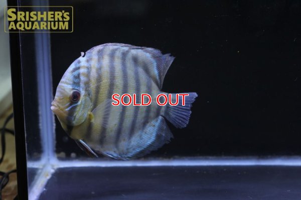 画像3: ペルビアングリーンディスカスWILD　n-1