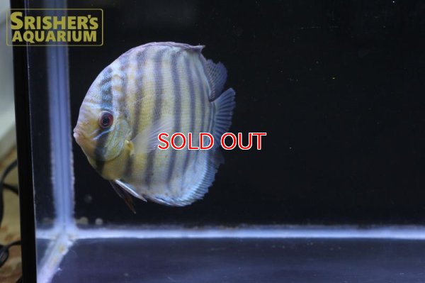 画像4: ペルビアングリーンディスカスWILD　n-1