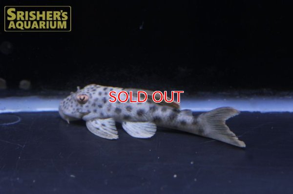 画像5: タパジョスビッグスポットタイガープレコ