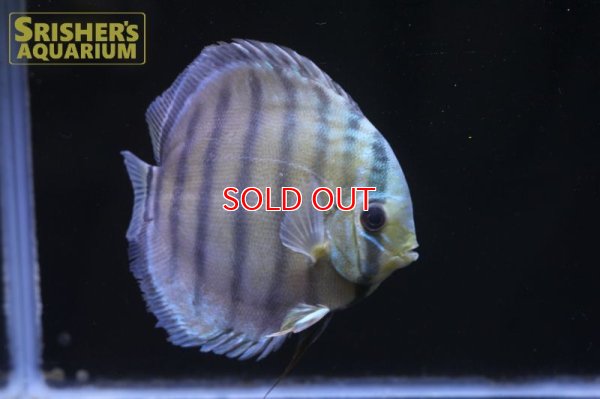 画像3: ペルビアングリーンディスカスWILD　n-2