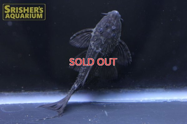 画像5: シングーブラックスカーレットトリムプレコ