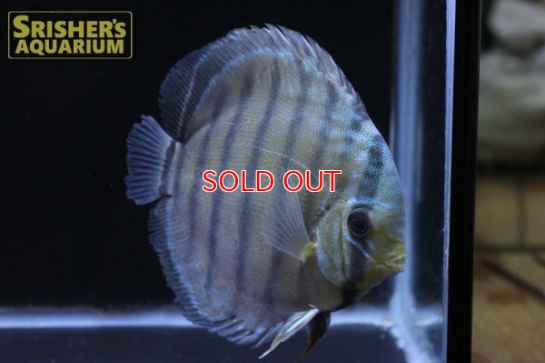 画像4: ペルビアングリーンディスカスWILD　n-2