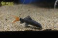 レッドテールブラックシャーク