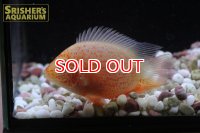 レッドスポットゴールデンセベラム