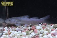 リタリタキャット
