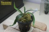 観葉植物　ビカクシダ