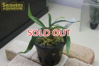 観葉植物　ビカクシダ