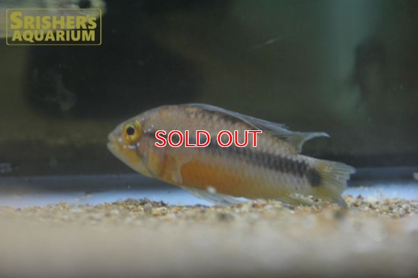 画像6: アピストグラマ  アルパフアヨ (ユルエンシス) "NAUTA" WILD (ペア)