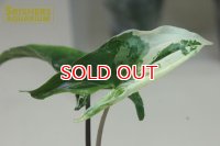 観葉植物　シンゴニウムSP バリエガータ n-1