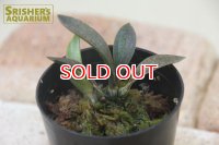 観葉植物　オエセオクラデス　モノフィラ