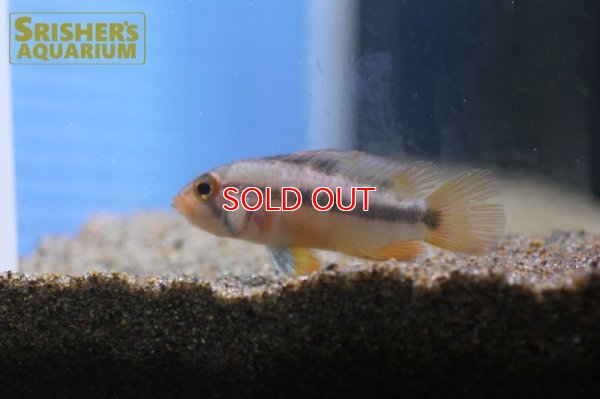 画像7: アピストグラマ  アルパフアヨ (ユルエンシス) "NAUTA" WILD (ペア)