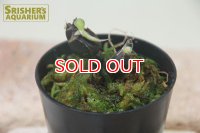 観葉植物　オエセオクラデス　ロゼオバリエガータ