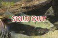 シクラ　オリノセンシス WILD フルスポット ベネズエラ産