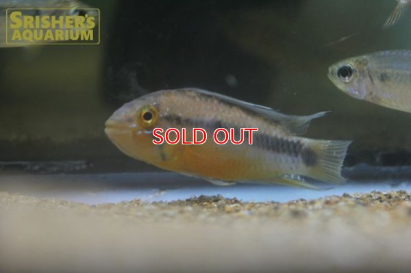 画像4: アピストグラマ  アルパフアヨ (ユルエンシス) "NAUTA" WILD (ペア)