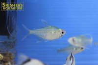 オジョロジョテトラ  (Ojo Rojo Tetra)