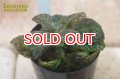 観葉植物　ノーティロカリクス　ピクトゥラタス