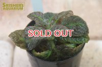 観葉植物　ノーティロカリクス　ピクトゥラタス