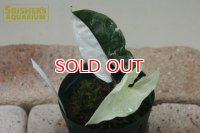 観葉植物　シンゴニウムSP バリエガータ n-2