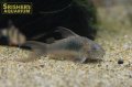 コリドラス ロングフィン アエネウス（SRB）