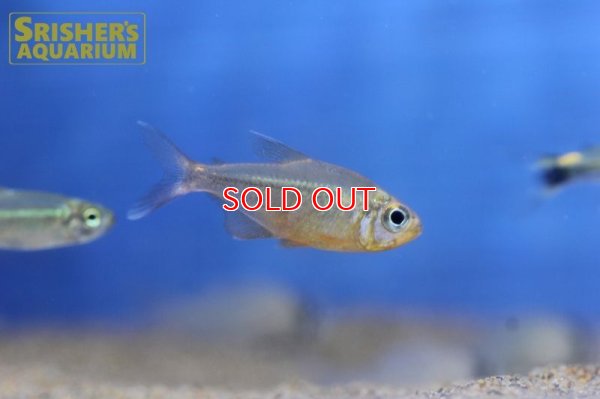 画像5: カーニバルテトラWILD