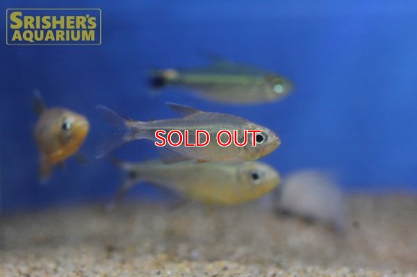 画像8: カーニバルテトラWILD