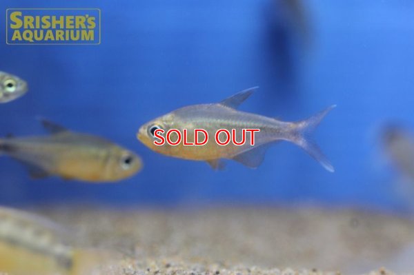 画像4: カーニバルテトラWILD