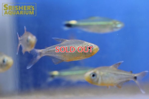 画像7: カーニバルテトラWILD