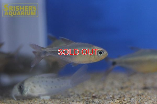 画像9: カーニバルテトラWILD