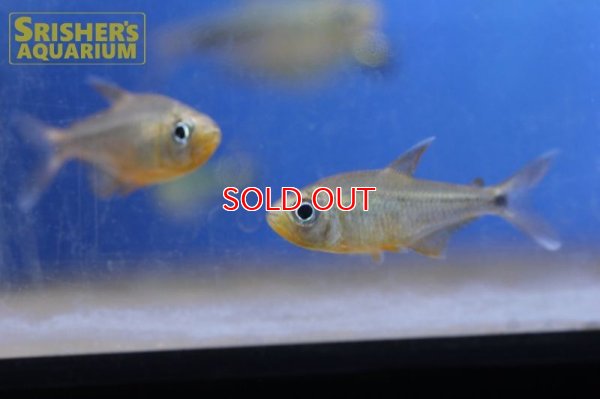 画像10: カーニバルテトラWILD