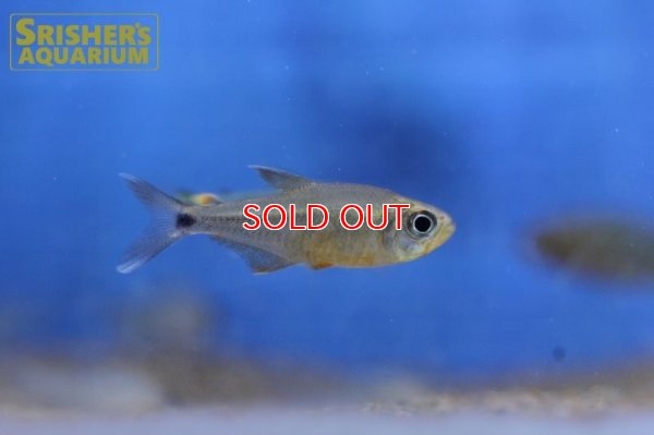 画像6: カーニバルテトラWILD