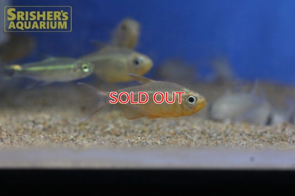 画像11: カーニバルテトラWILD