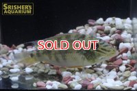 サタノペルカ　ダエモン　
